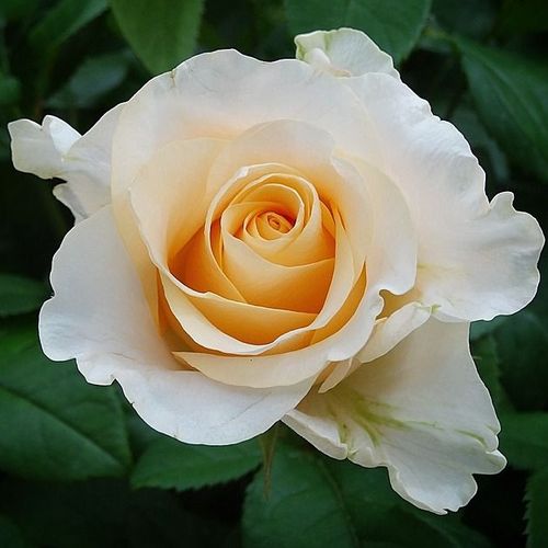 Rosa Christophe Dechavanne ® - amarillo - Árbol de Rosas Híbrido de Té - rosal de pie alto- forma de corona de tallo recto